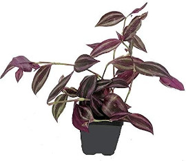 Tradescantia