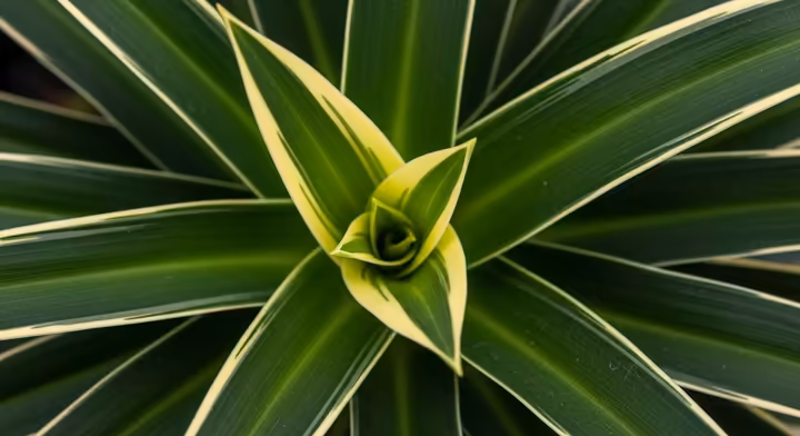 Close-up of a Hawaiian spider plant showing new yellow-striped leaves and older solid green leaves.