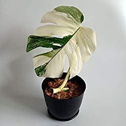 Monstera Deliciosa